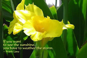 If You Want To See The Sunshine, You Have To Weather The Storm