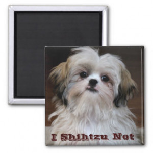 Shihtzu Not funny shih tzu fridge magnet
