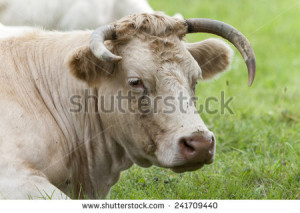 Charolais Cow Beef Cattle
