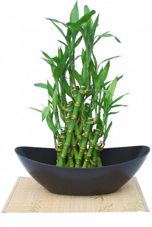 Related Pictures lucky bamboo plant vase with fertilizer and blue ...