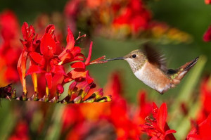 you look closely at this image, you can see the tip of the hummingbird ...