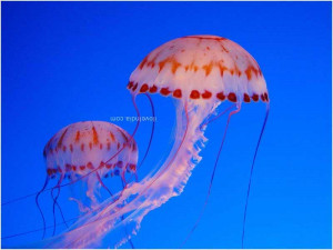 Here is a collection of some beautiful pictures of jellyfish….