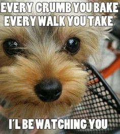 ... ll be watching you.... funny animals dog puppy beg dog quote sad eyes