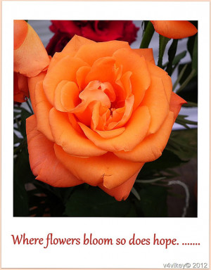 Quotes on Orange Rose Flower Wallpaper
