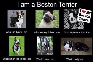 am a Boston Terrier – What Others Think About Me (Image)