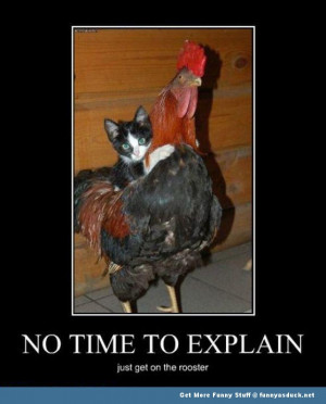 no time to explain cat rooster animals funny pics pictures pic picture ...