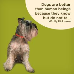 do you confide in your # dog # quotes more dogs quotes quotes 3 sweets ...