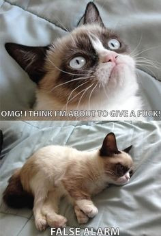 grumpy cat quotes | Grumpy cat false alarm | Let's have some fun..Let ...