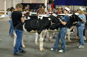 ... CATTLE;DAIRY;EVENTS;FARMING;JUDGES;LIVESTOCK;PEOPLE;PLAINS;PRAIRIES