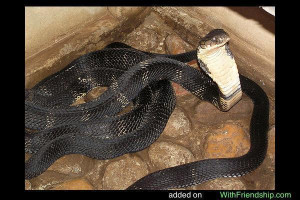 King Cobra also known as snake eater