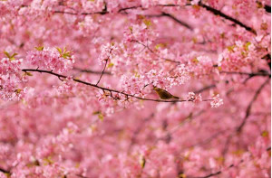 Pink Flowers and a Bird in Spring