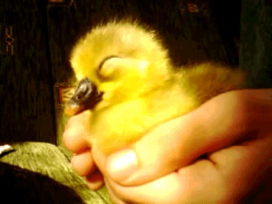 Lovely Cuddly Baby Ducks