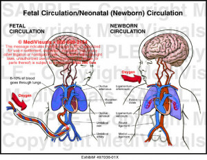 Fetal Circulation Diagram