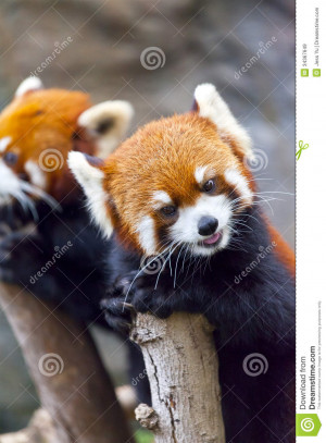 Red Panda Bear Mammal Cute