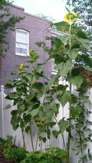 The Mammoth 12 Foot Sunflower (far right)