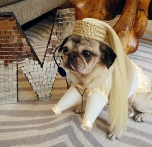 Funny Pug Picture Madonna Costume