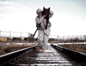 Stunning Dog Photography #37 Salutes Military Working Dogs