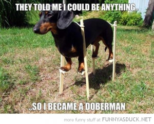 said could be anything dog animal stilts became doberman funny pics ...