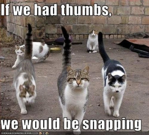 west side story cats