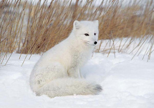 Snowy White Fox Wild Life