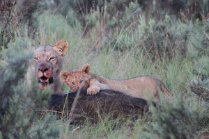 Lion Kills Cubs