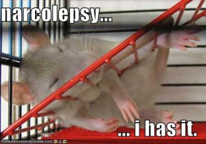 ... /44269331/CheeseDS/album/slides/funny-pictures-narcolepsy-rat.jpg