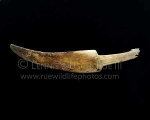 Inuit-Eskimo-prehistoric-snow-knife-made-from-walrus-tusk-ivory ...