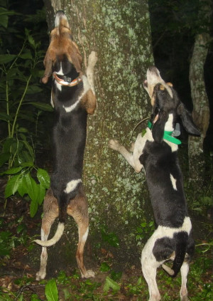 COON DOGS