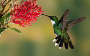 Hummingbird Festival this weekend at Beaver Dam State Park