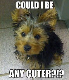 ... Yorkie Terriers, Sweets Yorkie, Tiny Yorkie, Yorkie Quotes, Furry