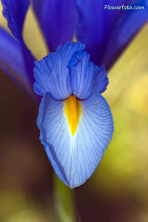 Source Url Flowersflower...