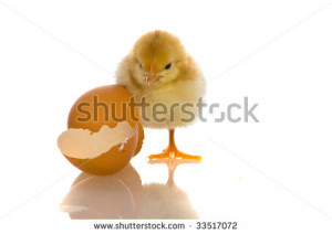 wallpaper Baby chicks follow the mother stock photo : cute aby chicks