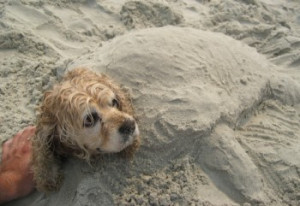 Sea turtle dog | Show Your Dogs â ¤Dog images, dog animations, dog ...
