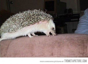 funny hedgehog biting couch angry