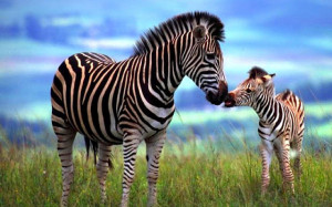 zebra-mother-with-baby