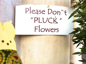 Lisa spotted this in a flower shop in Dubai. I wonder what kind of ...