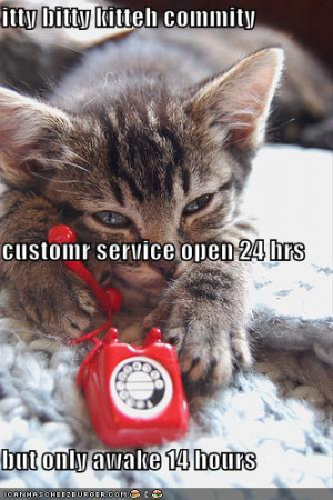 funny-pictures-itty-bitty-kitty-committee-customer-service-hotline