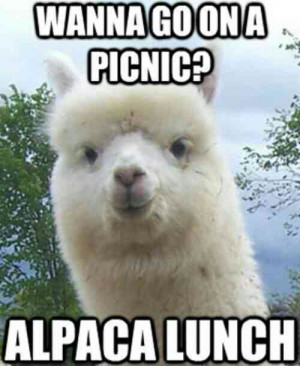 Llama Picnic