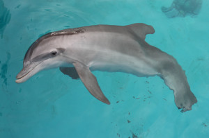 Dolphin Tale: Winter