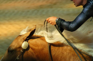 reining horses