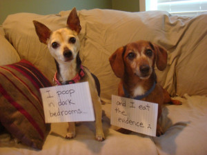 If you want to check out the original Dog Shaming site and perhaps ...