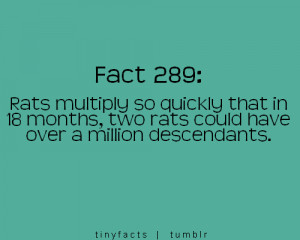 Fact Quote – Rats multiply so quickly months