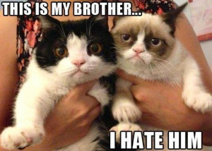 Grumpy cat and brother Pokey