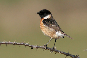 disgrace coetzee chapter analysis