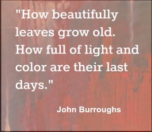 Beautiful Leaves John Burroughs Autumn Quote