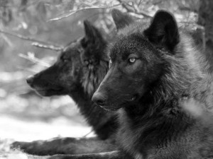 Black wolf arctic grey canis lupus quotes HD Wallpaper
