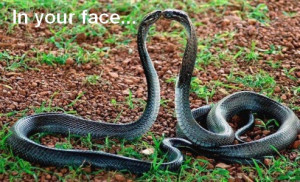 snake confrontation snake confrontation