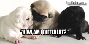 What do you think about white Pugs? Is there information you can share ...
