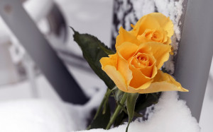 Yellow-Rose-with-snow-background-Template-for-writing-wishes-quotes ...