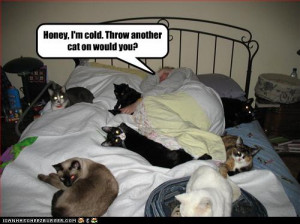 funny pictures of cats with captions